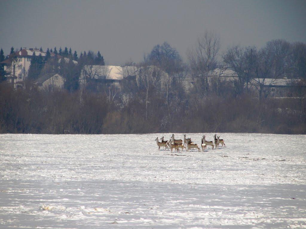 Буців з panoramio.com - Буців