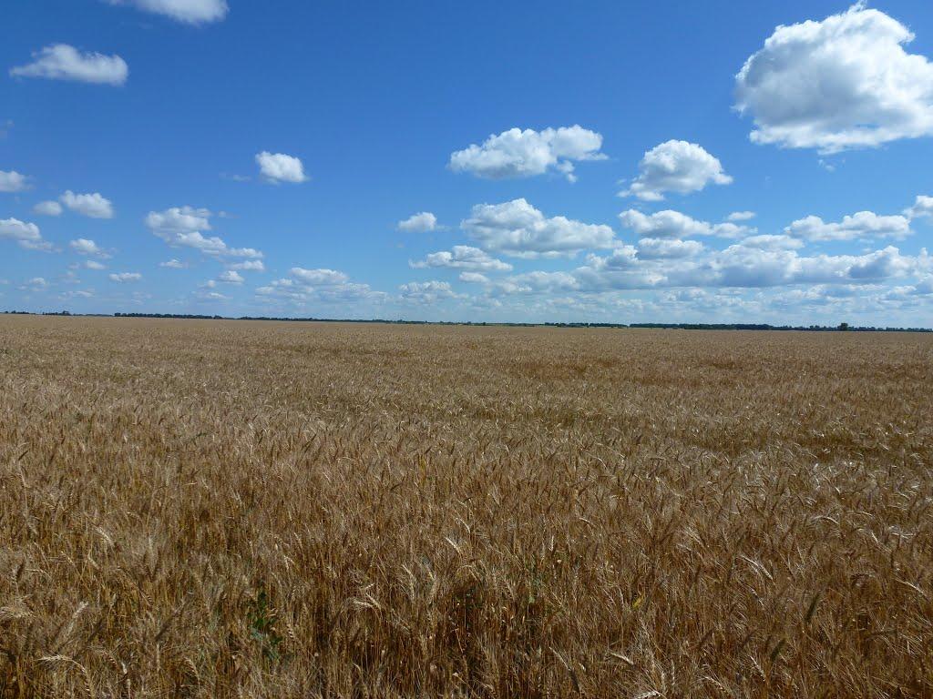 Кравчиха з panoramio.com - Кравчиха