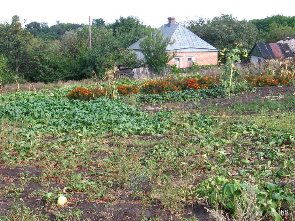 Бірки з panoramio.com - Бірки