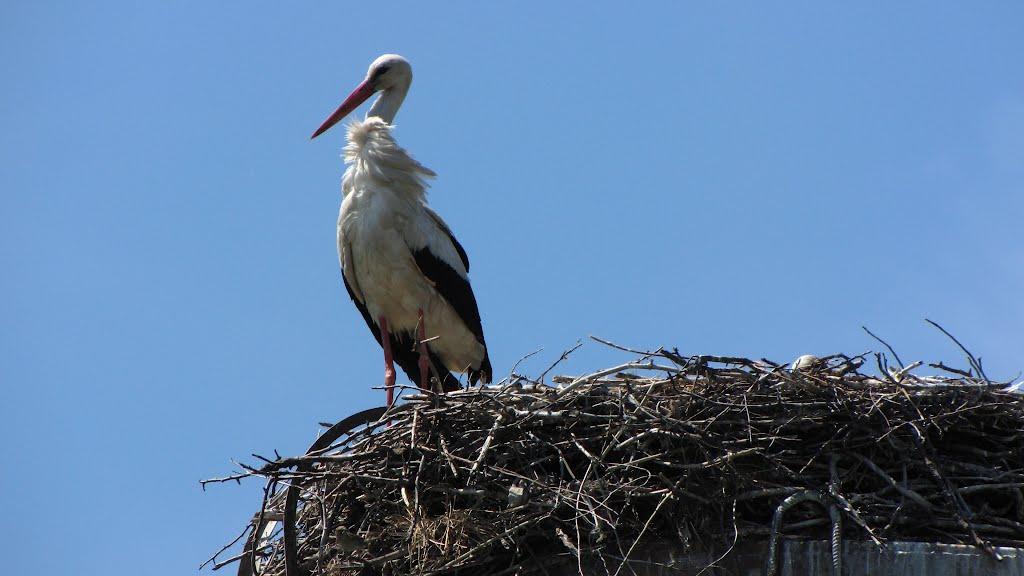 Гречане з panoramio.com - Гречане