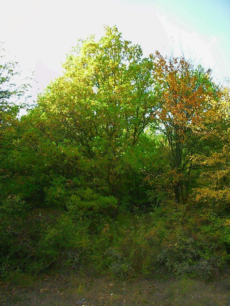 Богатир з panoramio.com - Богатир