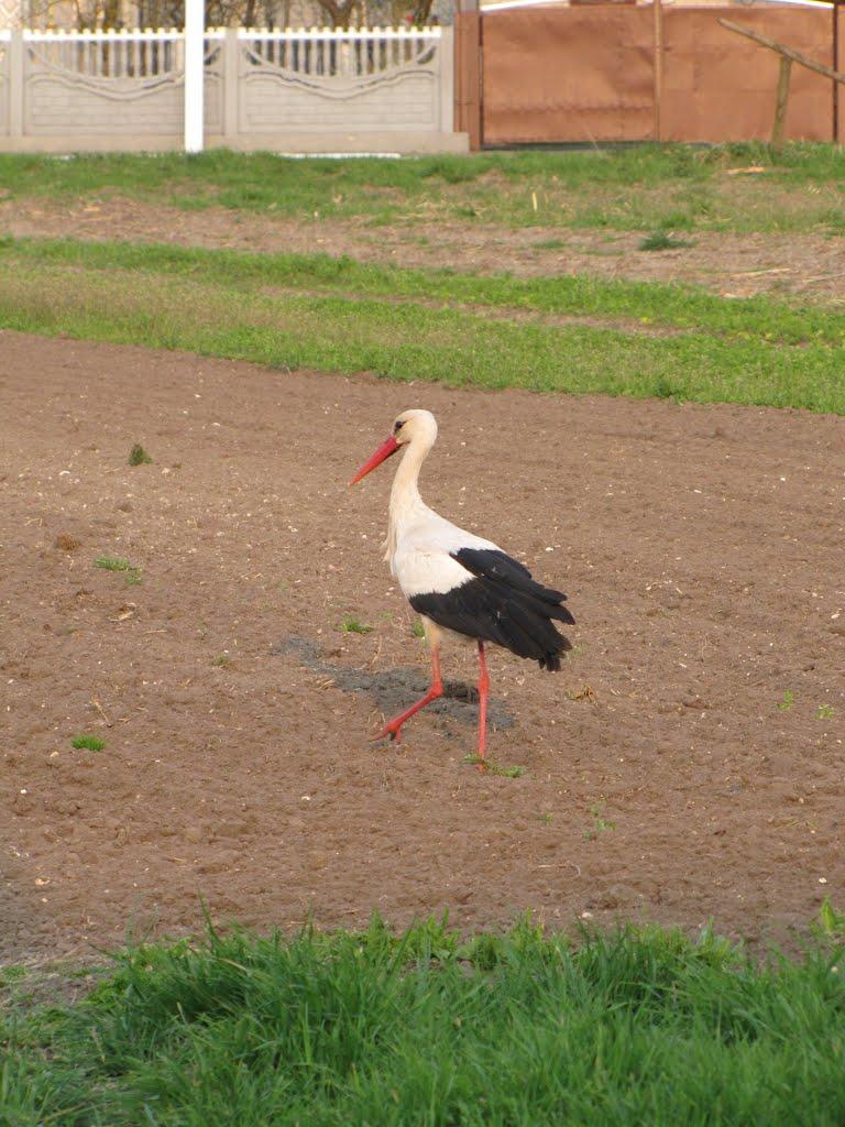 Крупець з panoramio.com - Крупець