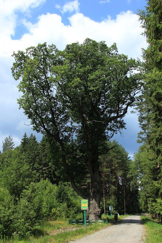 Красилівське з panoramio.com - Красилівське