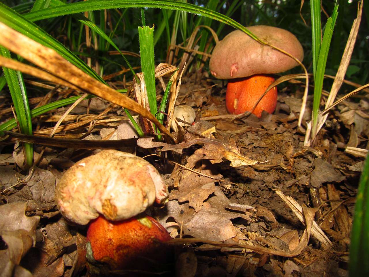 Літо 2016 - Циркуны