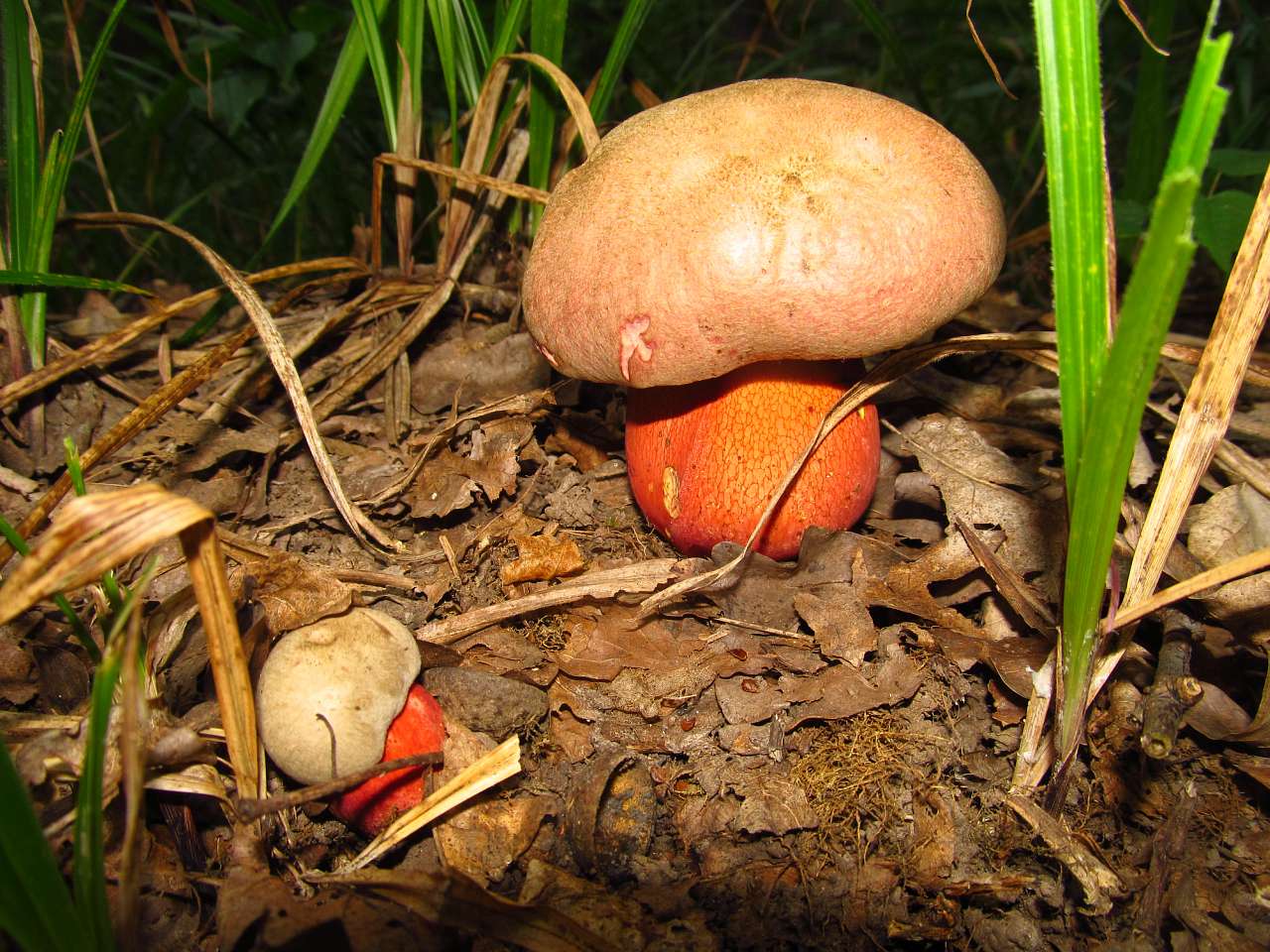 Літо 2016 - Циркуны