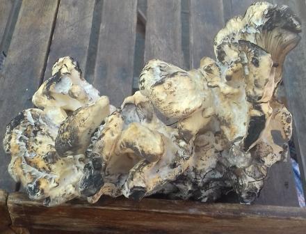 Місто на Збручі - Sataniv