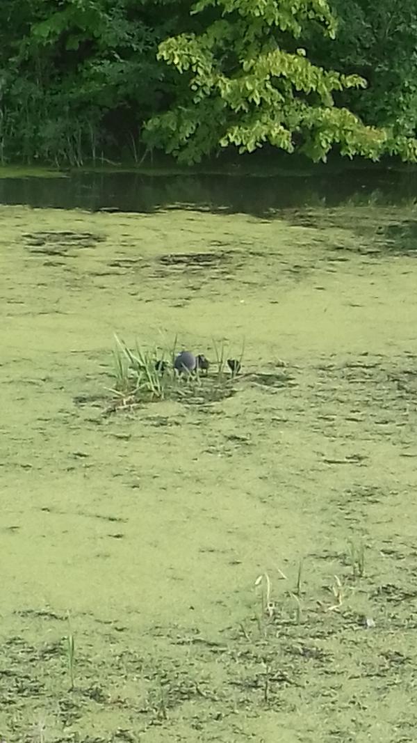 Місто на Збручі - Sataniv