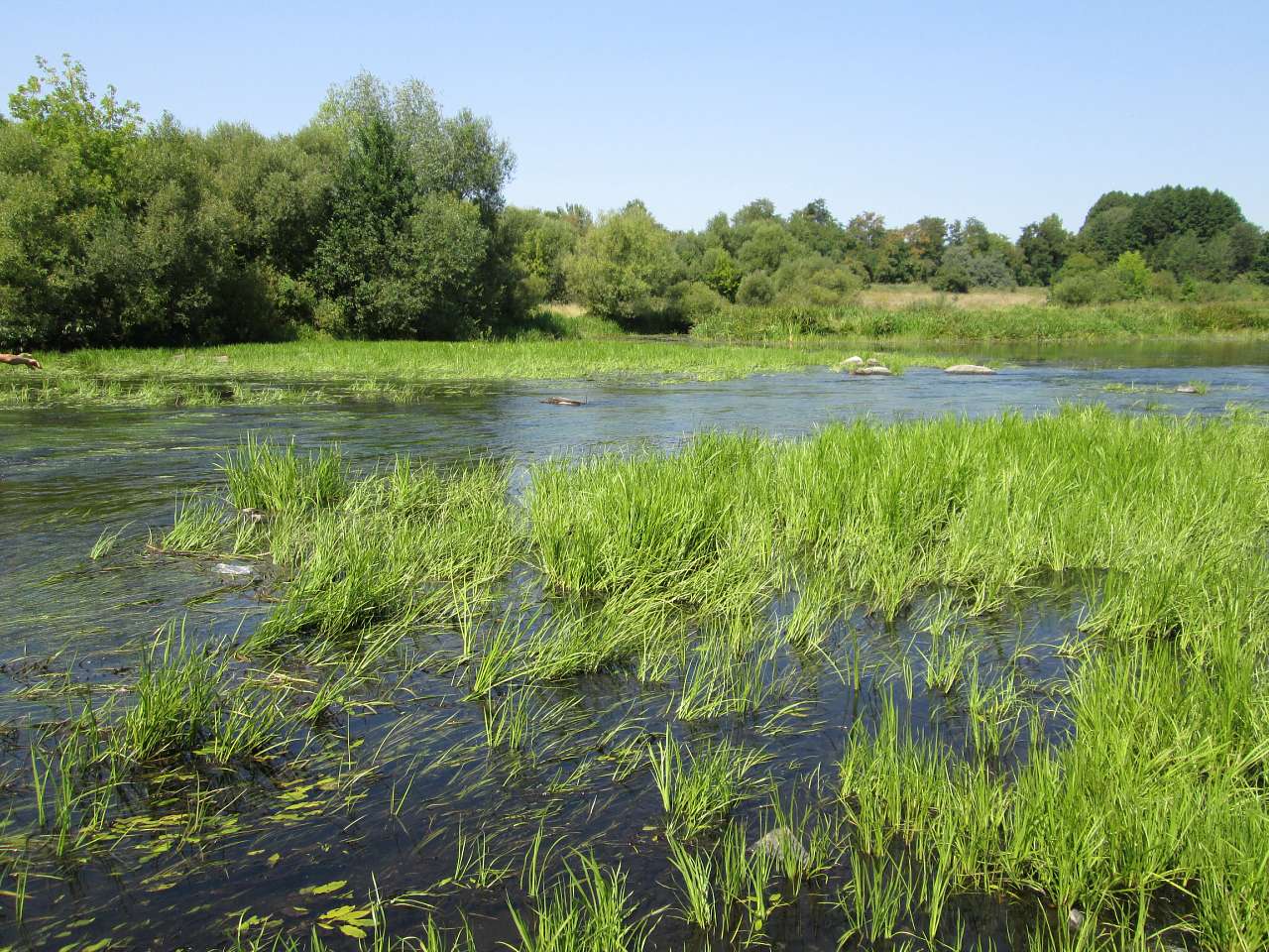 Гульськ - Гульськ