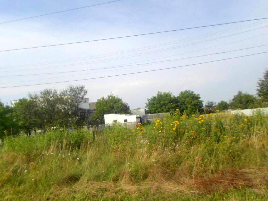 Краєвид - Діброва