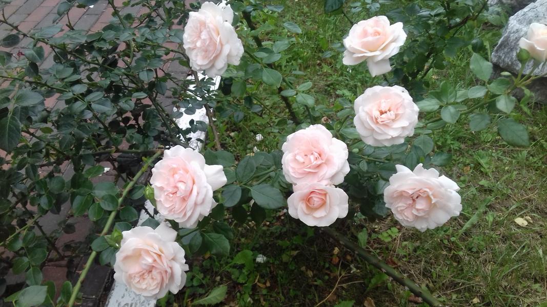 Місто на Збручі - Sataniv