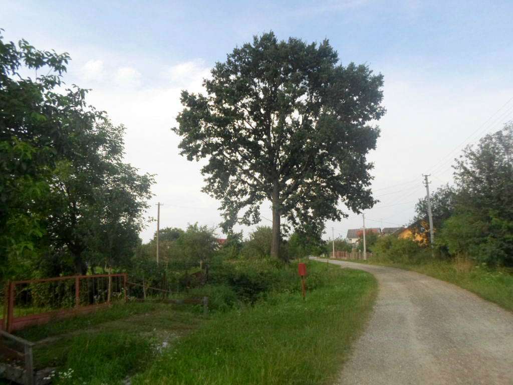 краєвид - Zaplatyn