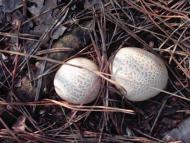 Лисняки з panoramio.com