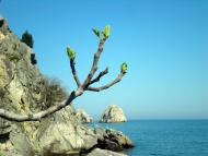 Гурзуф з panoramio.com (ч.3)