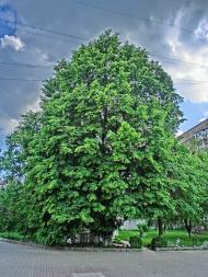 Олександрія з panoramio.com (ч.3)