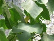 Нікіта з panoramio.com (ч.2)