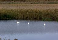 Ордо-Василівка - Останні фото