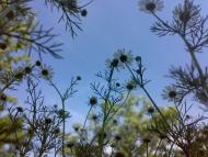 Благовіщенське з panoramio.com