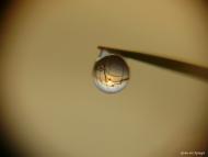 Світязь з panoramio.com