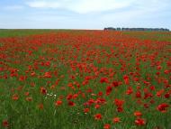 Мізяківська Слобідка з panoramio.com