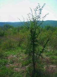 Високе з panoramio.com