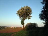 Рогачів з panoramio.com