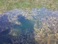 Стара Збур'ївка - Останні фото