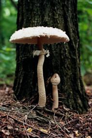 Могилів з panoramio.com