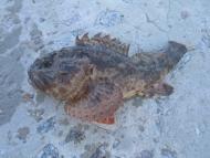 Щебетовка з panoramio.com (ч.2)