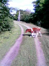 Богуслав - Останні фото