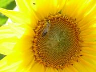 Манжосівка з panoramio.com