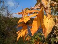 Цюрупинськ з panoramio.com (ч.2)