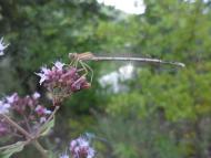 Перегоновка - Последние фото