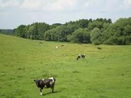 Чорна з panoramio.com