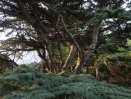 Форос з panoramio.com (ч.2)