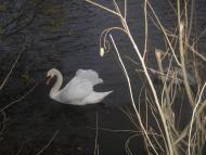 Українка з panoramio.com