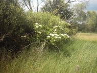 Лисняки з panoramio.com