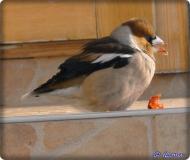 Дерцен з panoramio.com