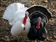 Сєверодонецьк з panoramio.com (ч.3)