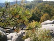 Поляниця з panoramio.com