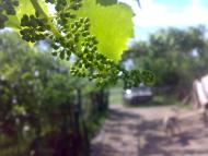 Благовіщенське з panoramio.com