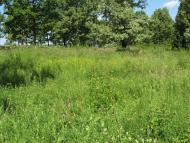 Вільшани з panoramio.com