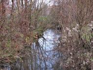 Маків з panoramio.com