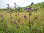 Новоукраїнка з panoramio.com