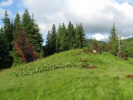 Зелена з panoramio.com