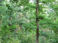 Шепетівка з panoramio.com (ч.2)