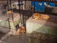 Виноградне з panoramio.com