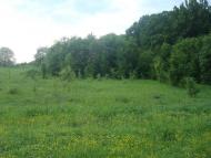 Ставчани з panoramio.com