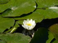 Чехівка - Останні фото