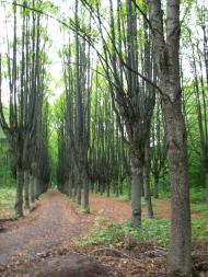 Шарівка з panoramio.com