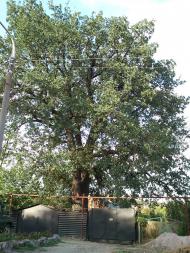 Високогірне з panoramio.com